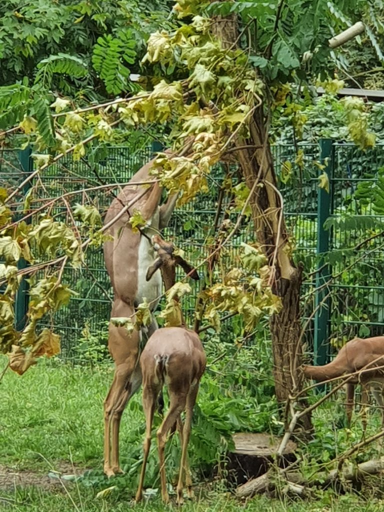 Südliche Giraffen-Gazelle, Bewohner im Tierpark Berlin