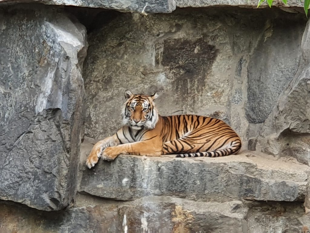 Sumatra-Tiger, Bewohner im Tierpark Berlin