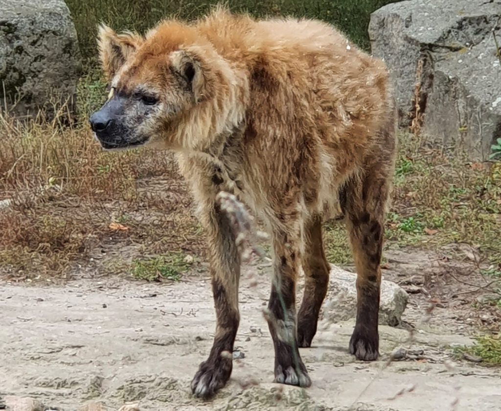 Tüpfel-Hyäne, Bewohner im Tierpark Berlin
