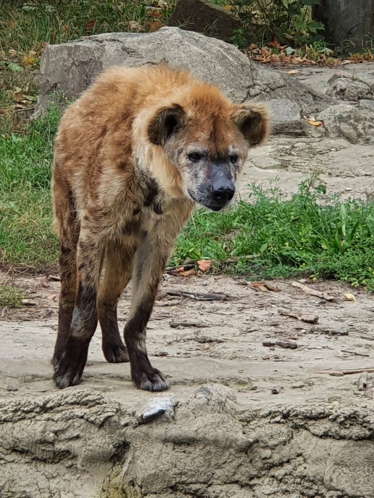 Tüpfel-Hyäne, Bewohner im Tierpark Berlin