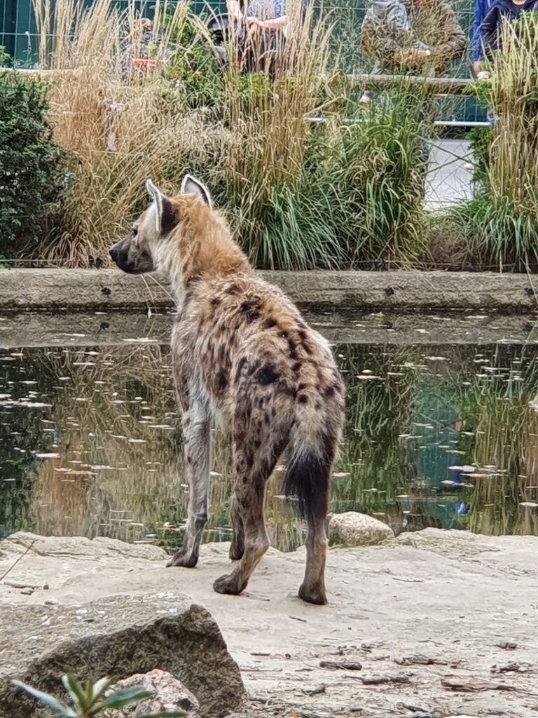 Tüpfel-Hyäne, Bewohner im Tierpark Berlin