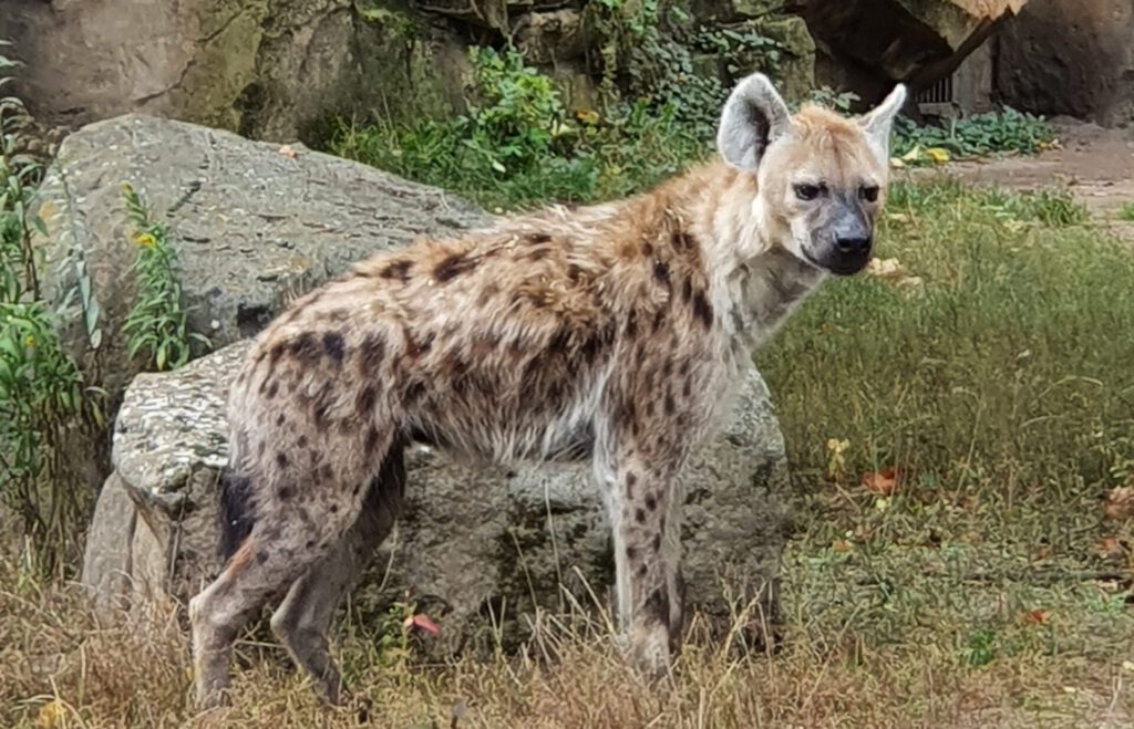 Tüpfel-Hyäne, Bewohner im Tierpark Berlinrlin