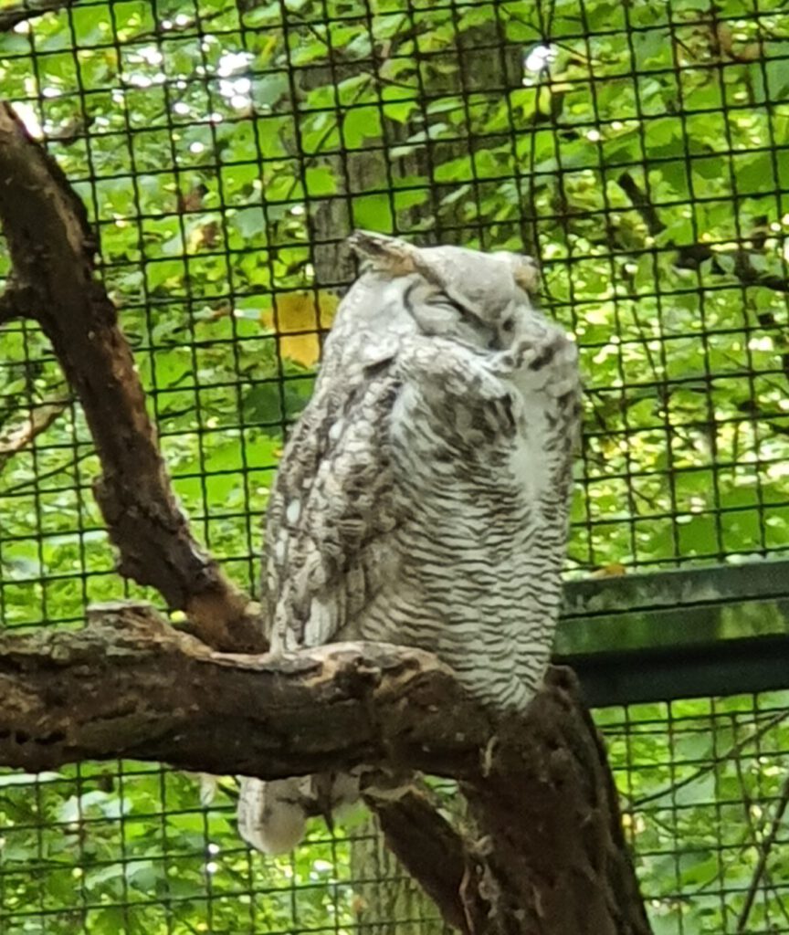Uhu, Bewohner im Tierpark Berlinlin