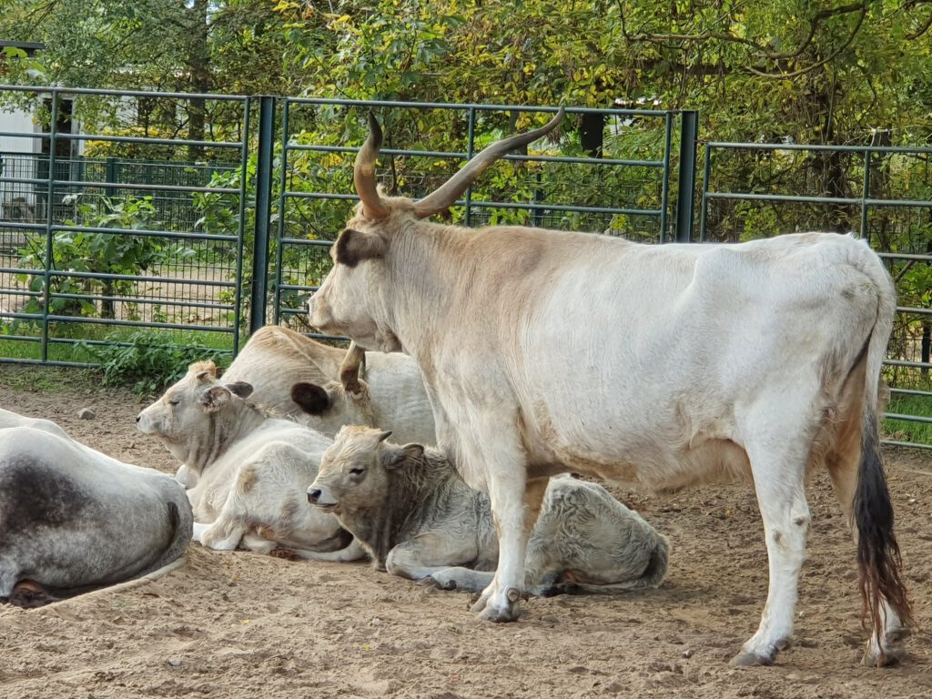 Ungarisches Steppen-Rind, Bewohner im Tierpark Berlin