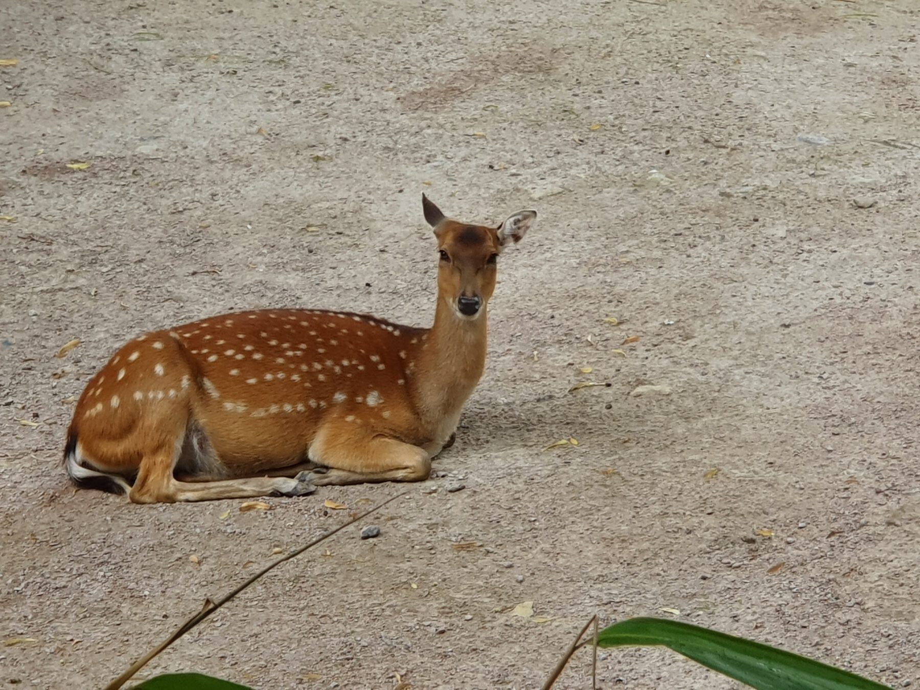 Vietnam Sika-Hirsch, Bewohner im Tierpark Hagenbeck