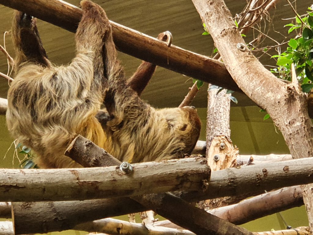 Zweifinger-Faultier, Bewohner im Zoo Dresden