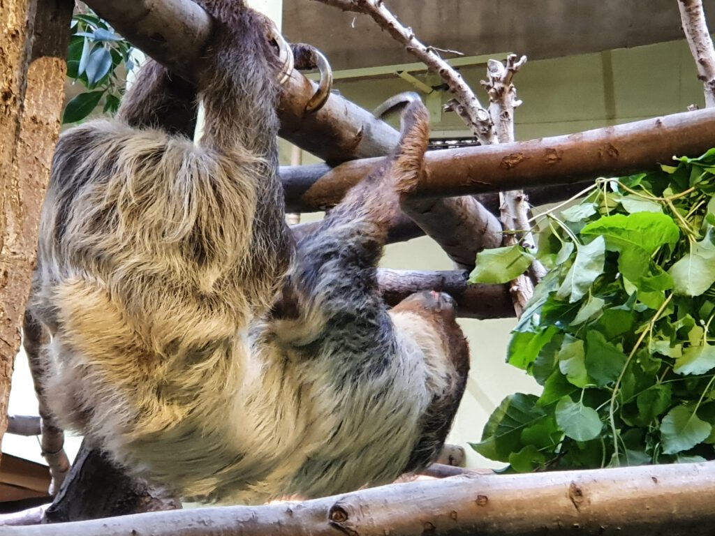 Zweifinger-Faultier, Bewohner im Zoo Dresden