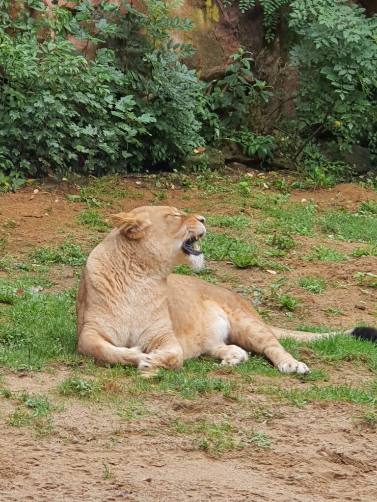 Afrikanischer Löwe, Bewohner in der ZOOM Erlebniswelt Gelsenkirchen
