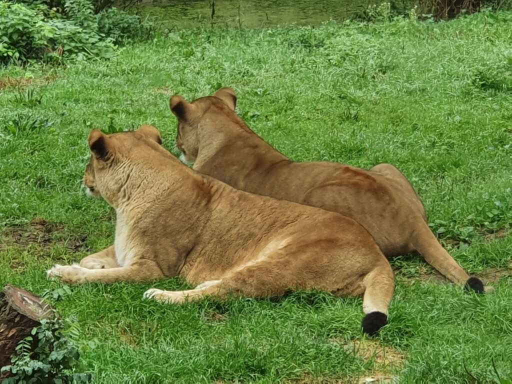 Afrikanischer Löwe, Bewohner in der ZOOM Erlebniswelt Gelsenkirchen