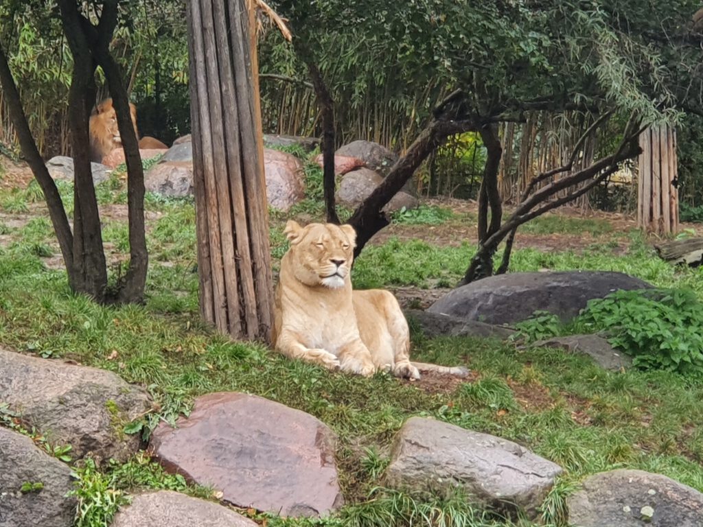 Afrikanischer Löwe, Bewohner im Zoo Leipzig