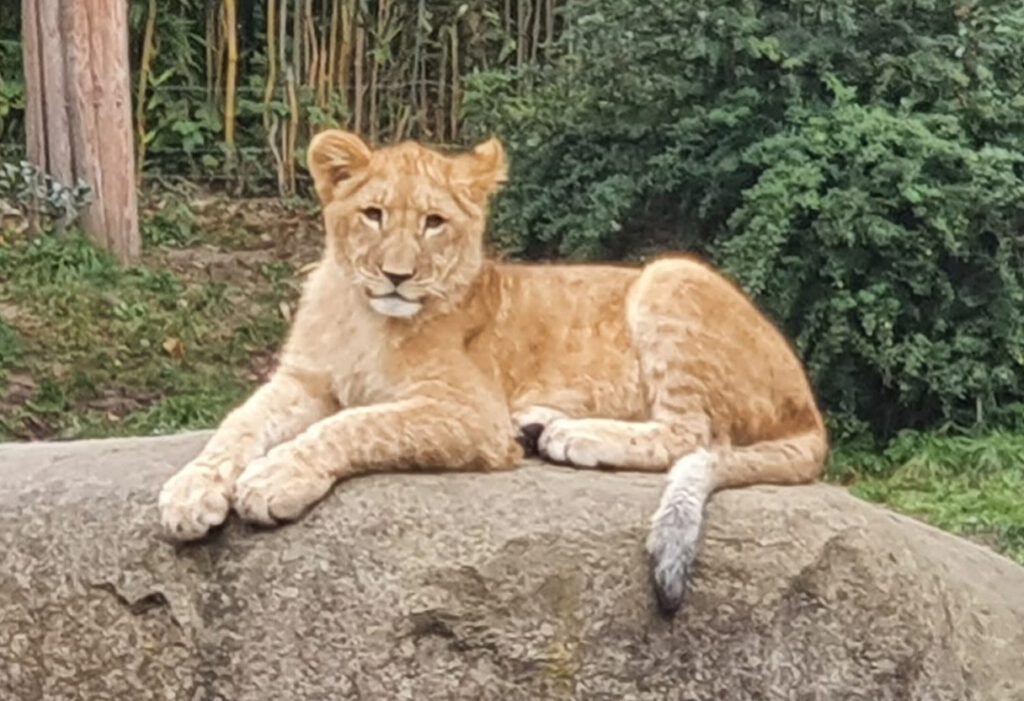 Afrikanischer Löwe, Bewohner im Zoo Leipzig