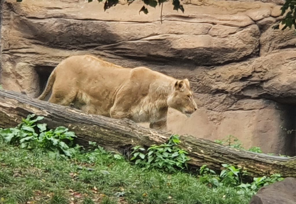 Afrikanischer Löwe, Bewohner im Zoo Leipzig