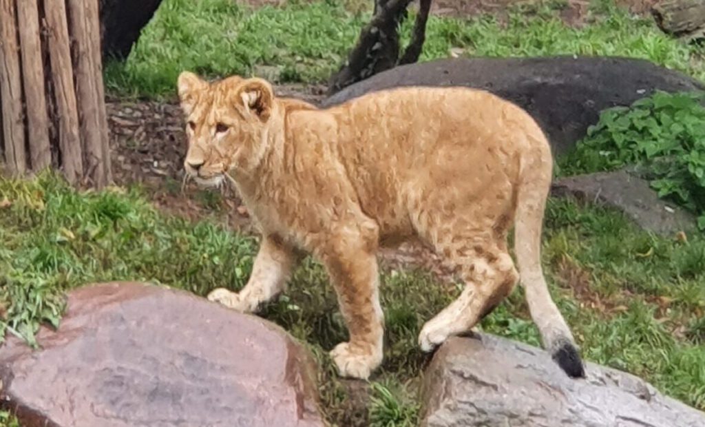 Afrikanischer Löwe, Bewohner im Zoo Leipzig