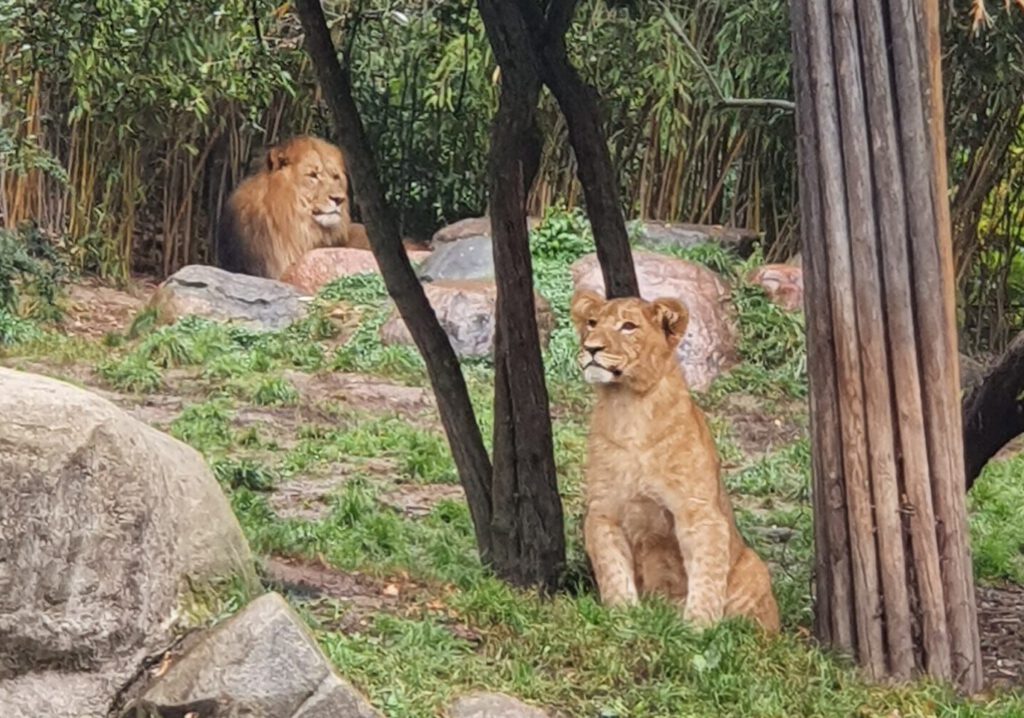 Afrikanischer Löwe, Bewohner im Zoo Leipzig