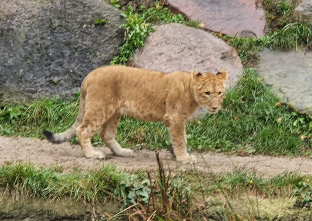 Afrikanischer Löwe, Bewohner im Zoo Leipzig