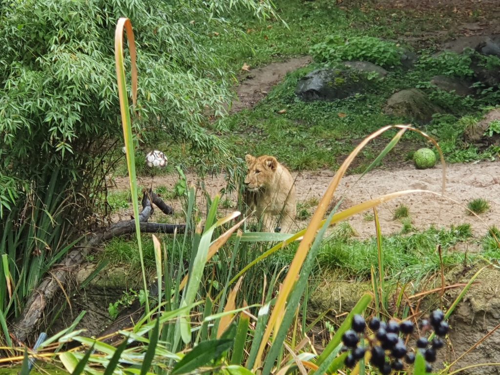 Afrikanischer Löwe, Bewohner im Zoo Leipzig