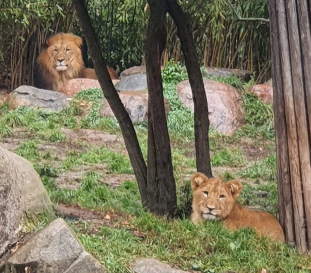 Afrikanischer Löwe, Bewohner im Zoo Leipzig