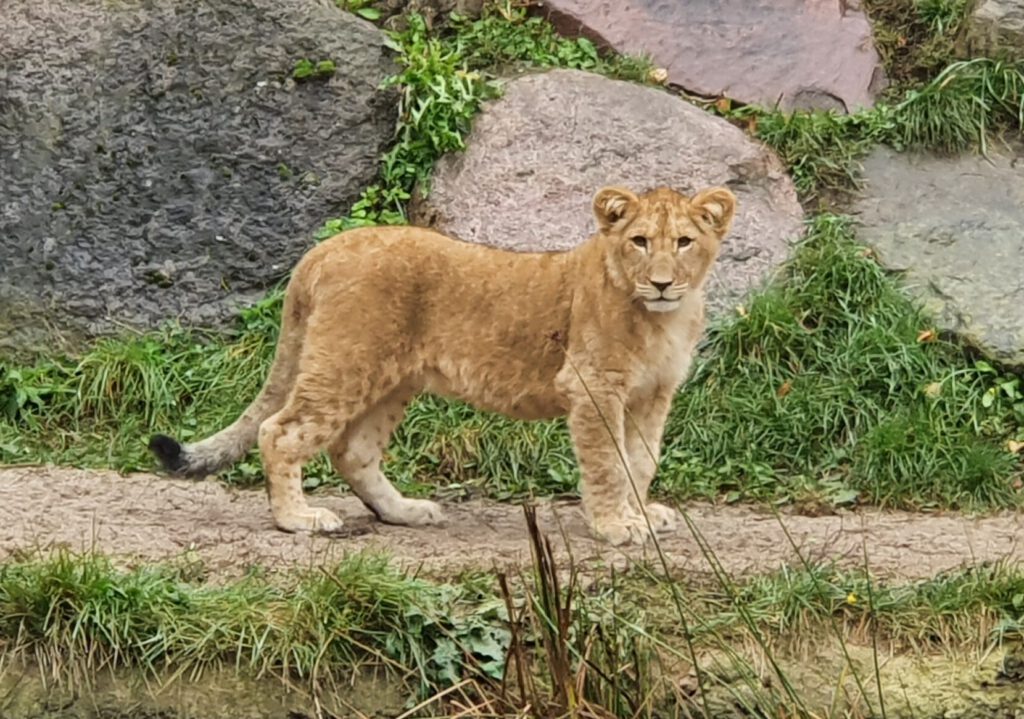 Afrikanischer Löwe, Bewohner im Zoo Leipzig