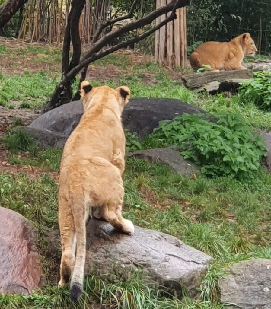 Afrikanischer Löwe, Bewohner im Zoo Leipzig