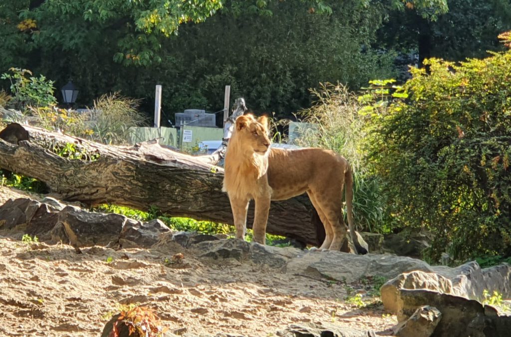Afrikanischer Löwe, Bewohner im Zoo Berlin