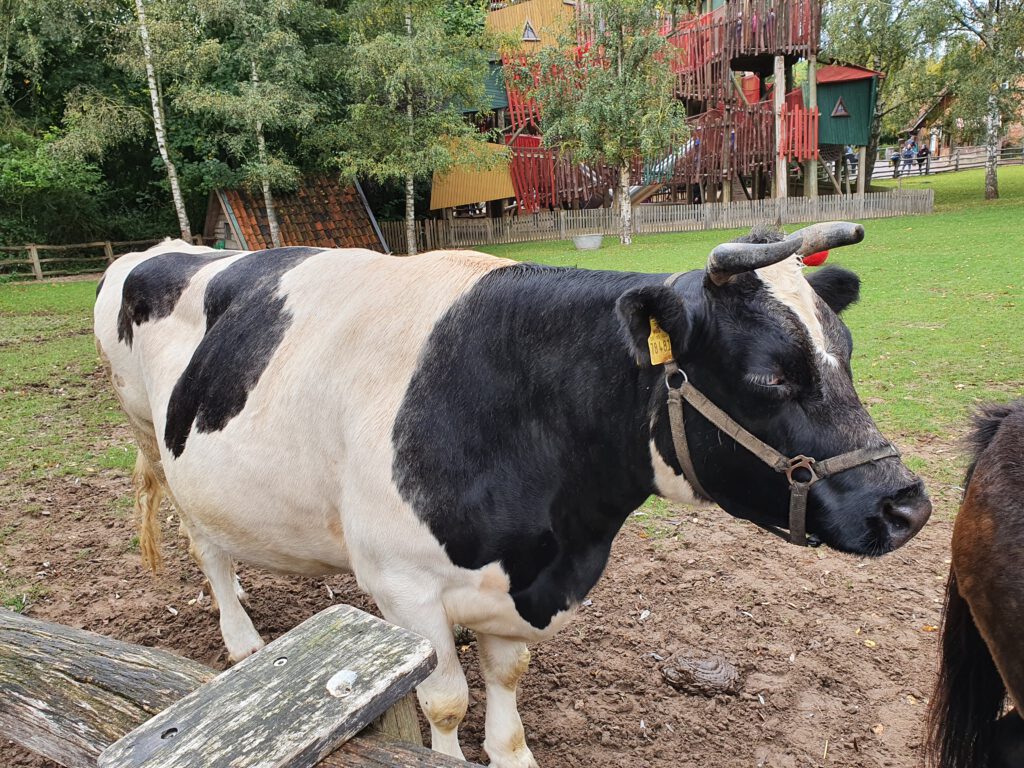 Altdeutsches schwarzbuntes Niederungs-Rind, Bewohner im Erlebnis-Zoo Hannover