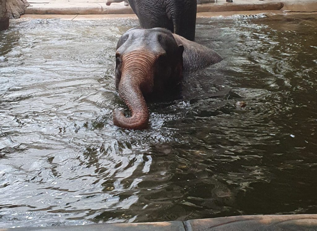 Asiatischer Elefant, Bewohner im Zoo Leipzig