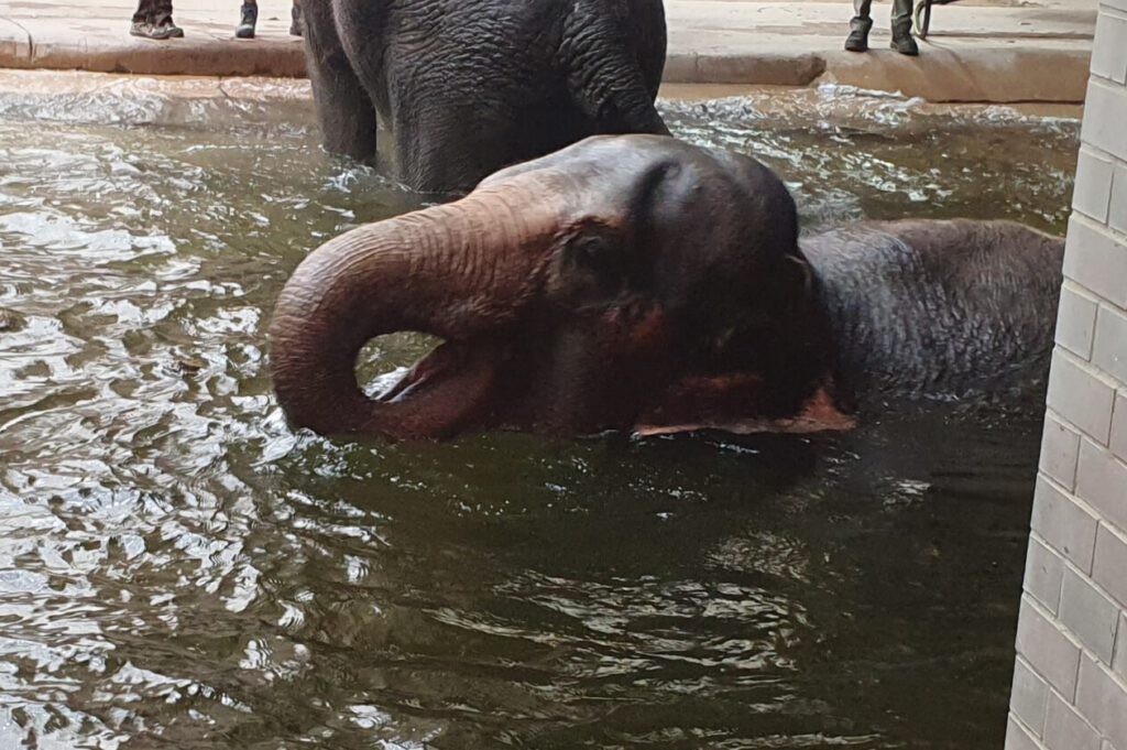 Asiatischer Elefant, Bewohner im Zoo Leipzig
