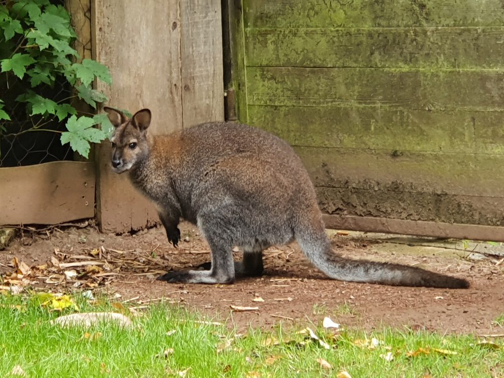 Bennett-Känguru, Bewohner im Erlebnis-Zoo Hannover