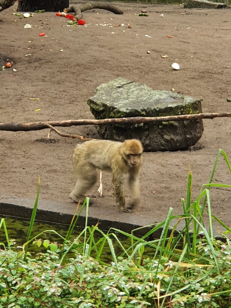 Berber-Affe, Bewohner im Tierpark Berlin