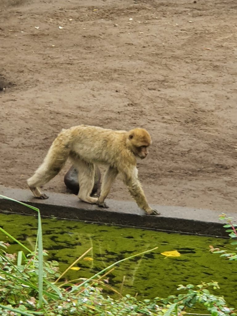 Berber-Affe, Bewohner im Tierpark Berlin