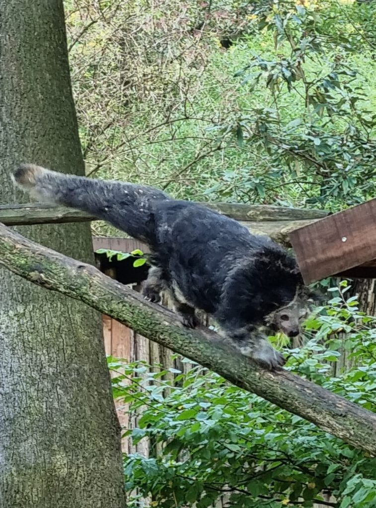 Binturong, Bewohner in der ZOOM Erlebniswelt Gelsenkirchen