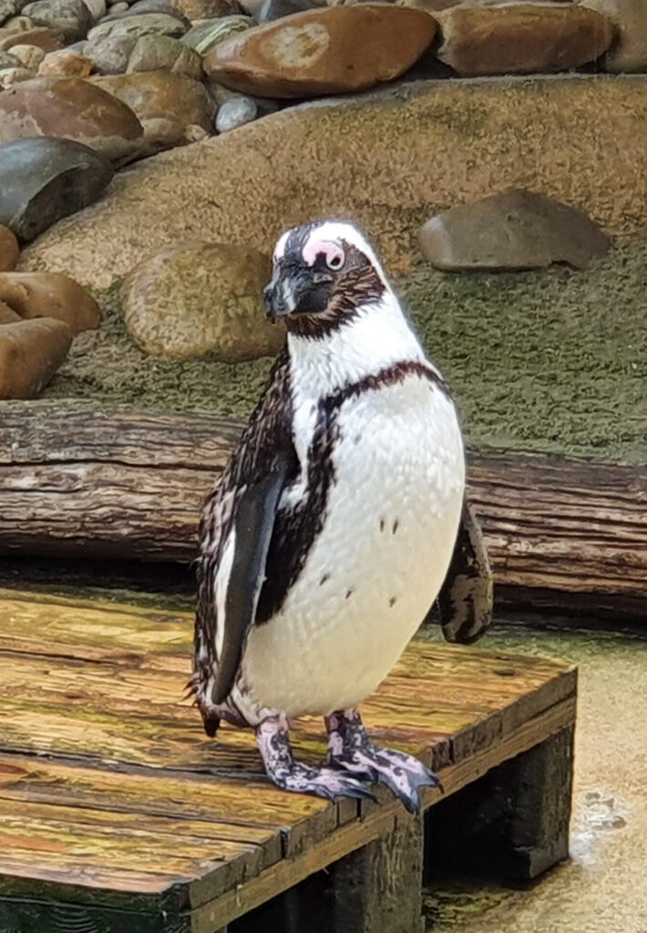 Brillen-Pinguin, Bewohner im Erlebnis-Zoo Hannover