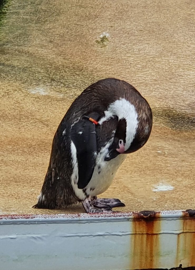 Brillen-Pinguin, Bewohner im Erlebnis-Zoo Hannover