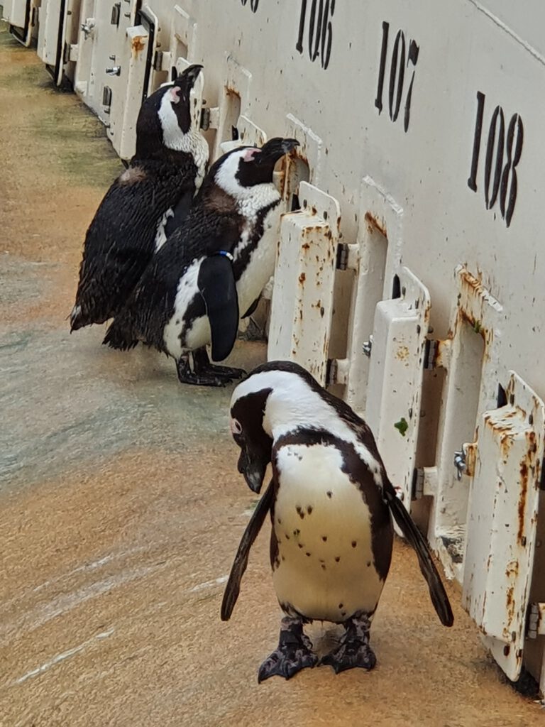 Brillen-Pinguin, Bewohner im Erlebnis-Zoo Hannover