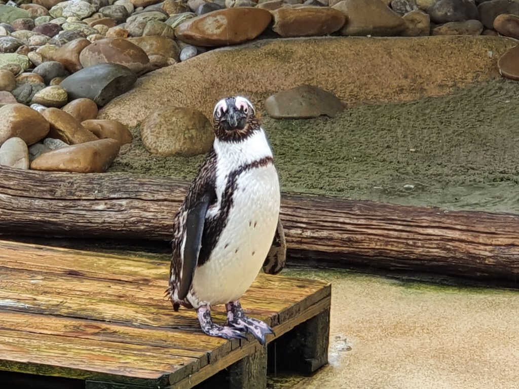 Brillen-Pinguin, Bewohner im Erlebnis-Zoo Hannover