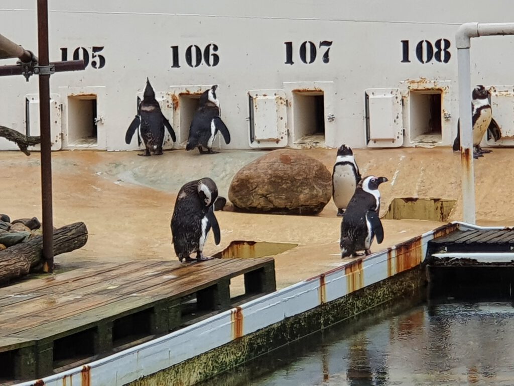 Brillen-Pinguin, Bewohner im Erlebnis-Zoo Hannover