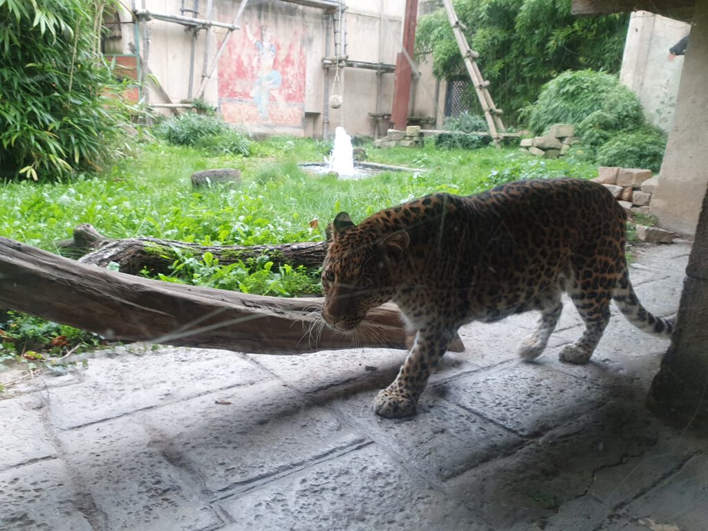 Chinesischer Leopard, Bewohner im Erlebnis-Zoo Hannover