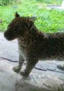 Chinesischer Leopard, Bewohner im Erlebnis-Zoo Hannover