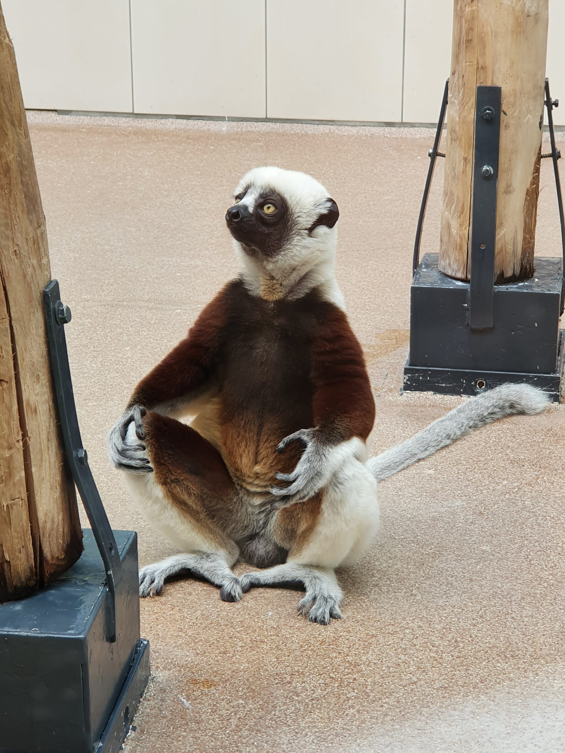 Coquerel-Sifaka, Bewohner im Zoo Köln