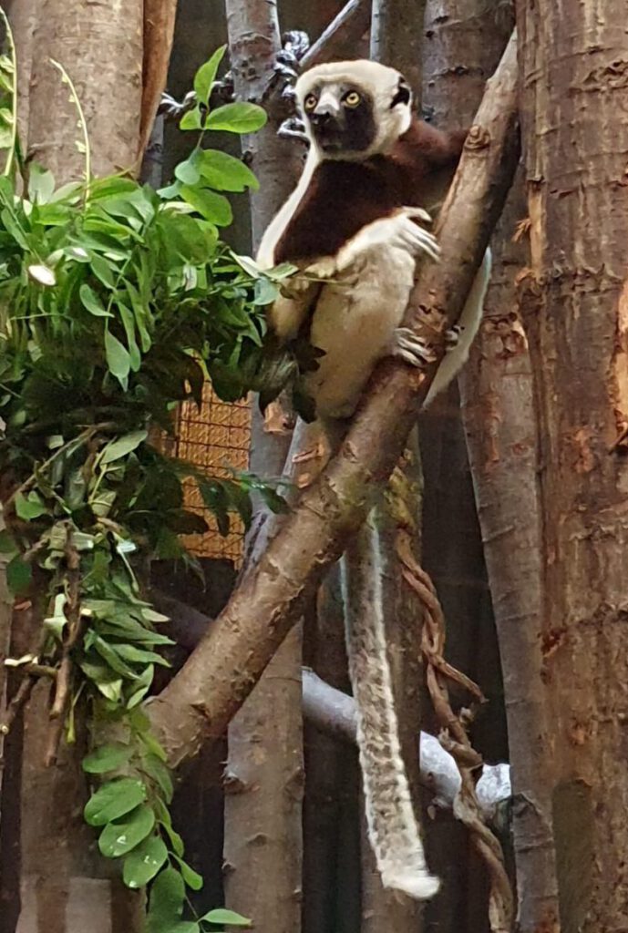 Coquerel-Sifaka, Bewohner im Tierpark Berlin