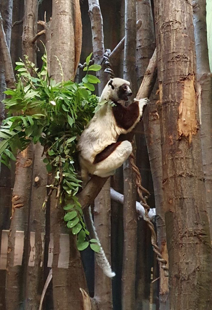 Coquerel-Sifaka, Bewohner im Tierpark Berlin