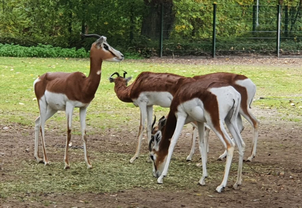 Dama-Gazelle, Bewohner im Tierpark Berlin