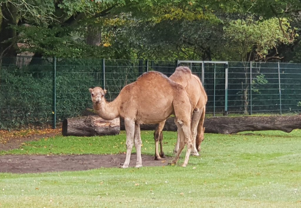 Dromedar, Bewohner im Tierpark Berlin
