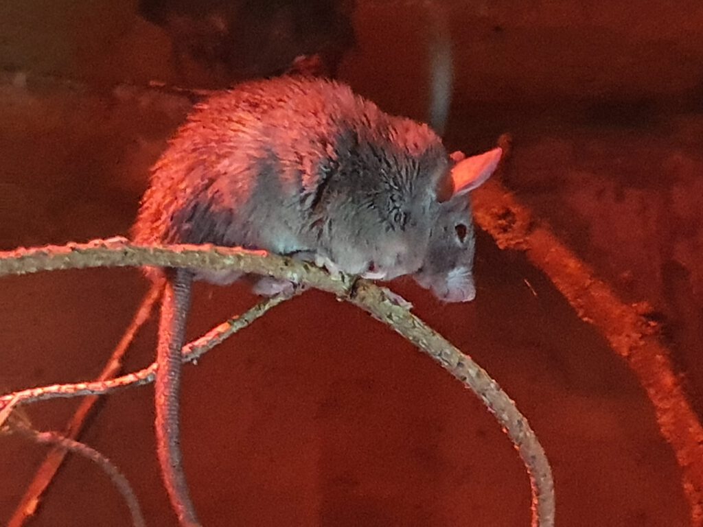 Dunkle Nilstachelmaus, Bewohner im Zoo Leipzig