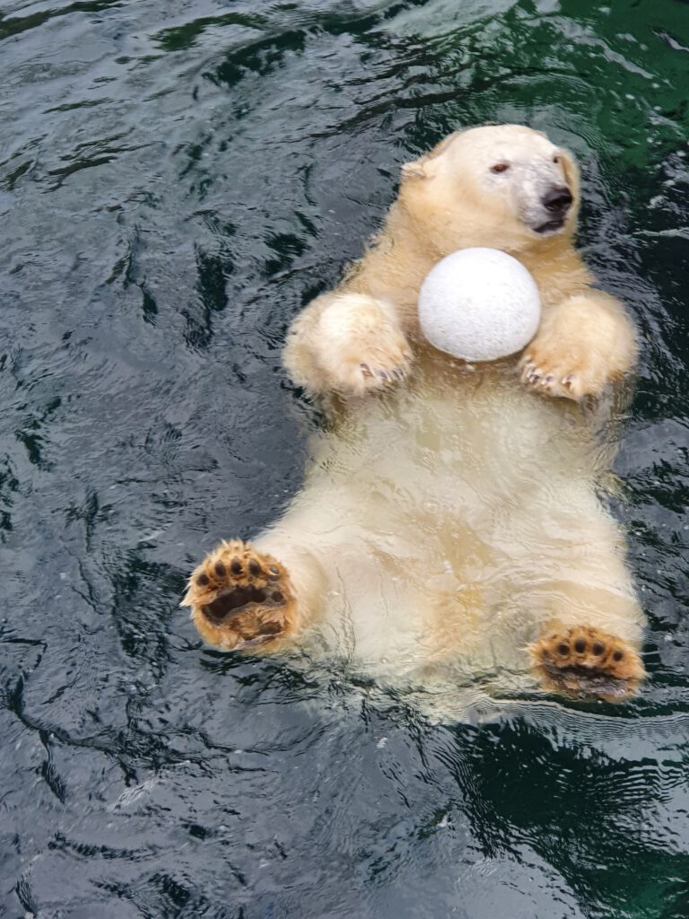 Eisbär, Bewohner im Erlebnis-Zoo Hannover