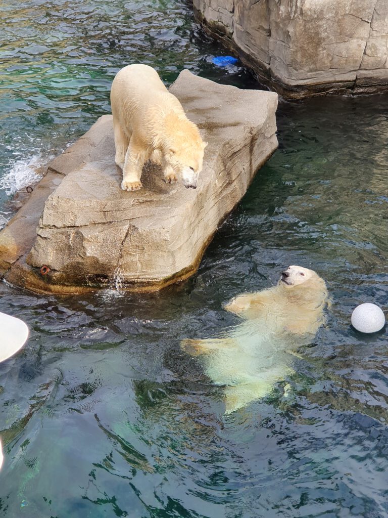 Eisbär, Bewohner im Erlebnis-Zoo Hannover