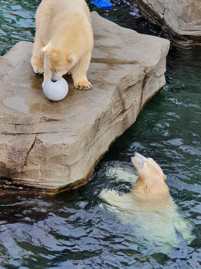 Eisbär, Bewohner im Erlebnis-Zoo Hannover