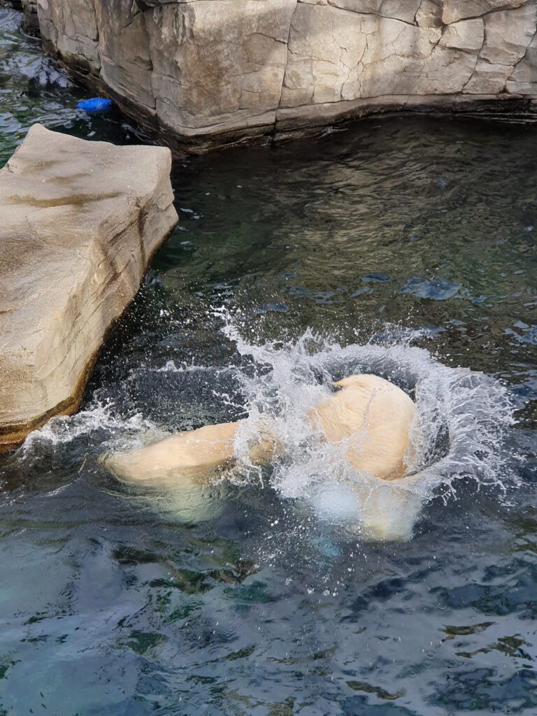 Eisbär, Bewohner im Erlebnis-Zoo Hannover