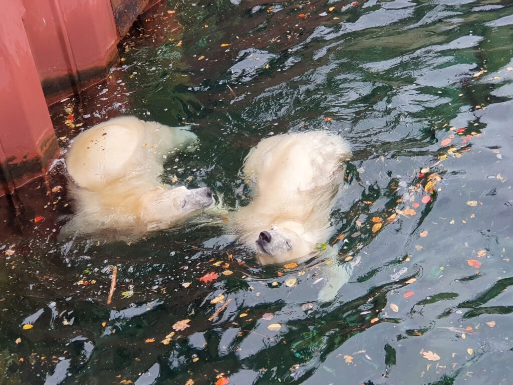 Eisbär, Bewohner im Erlebnis-Zoo Hannover