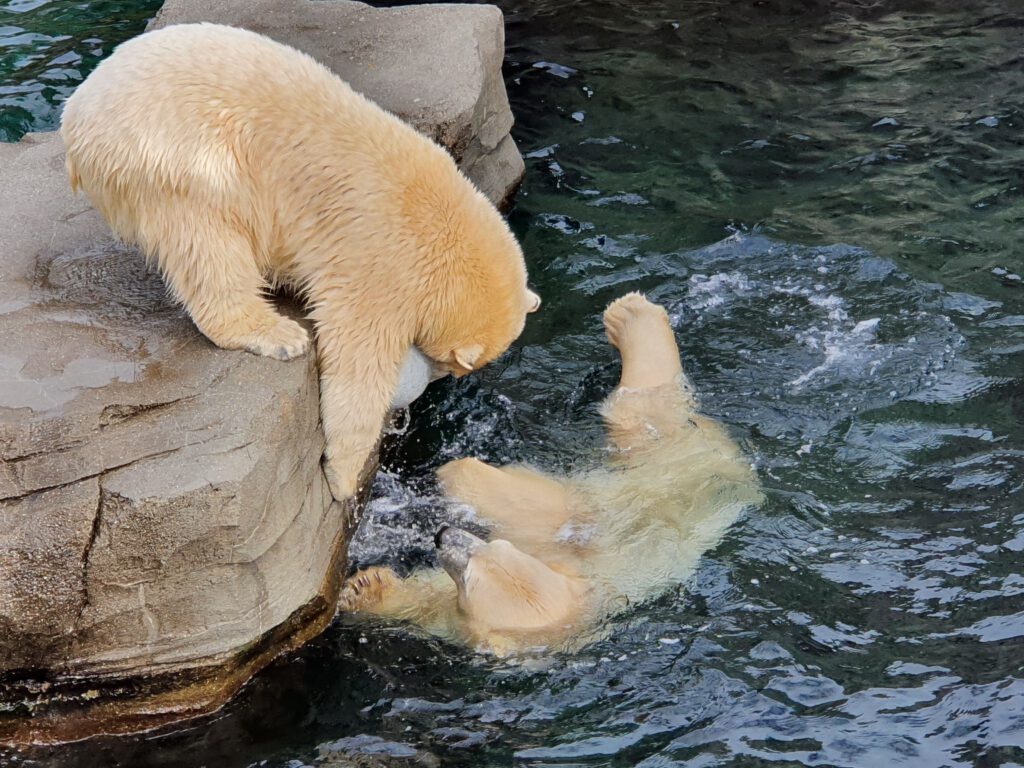 Eisbär, Bewohner im Erlebnis-Zoo Hannover